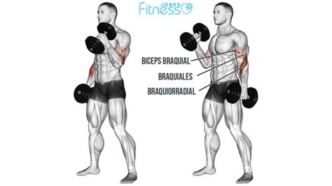 Curl De B Ceps C Mo Hacerlo Beneficios Y Variantes