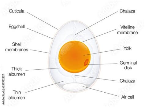 Anatomy of a birds egg. Labeled egg structure chart with names of the components. Isolated ...