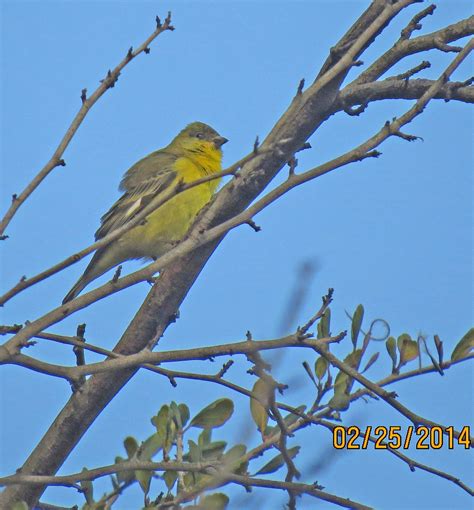 Goldfinch Ucla Botanic Garden Pekabo Flickr