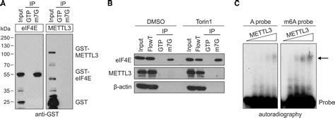 M6a Facilitates Eif4f Independent Mrna Translation Molecular Cell