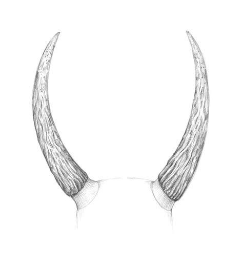 How To Draw Horns Envato Tuts