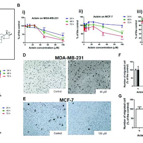 Actein Inhibited Cell Migration In Mda Mb And Mcf Cells A