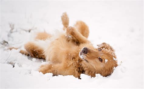 Puppies In Snow Wallpaper