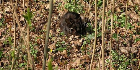 Come Curare Un Gatto Randagio Petsblog