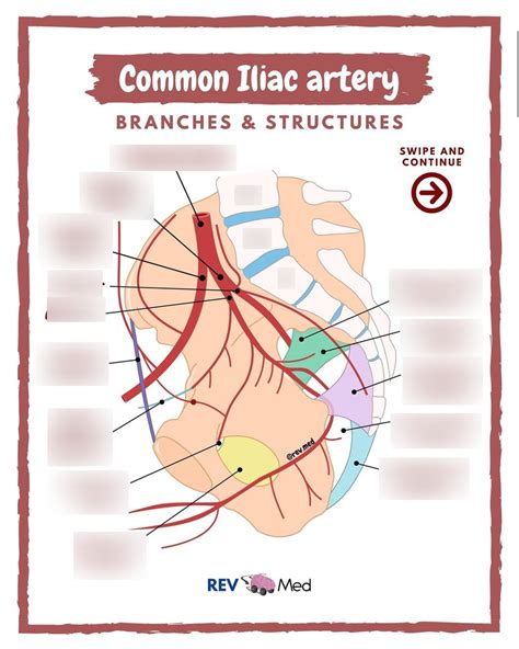 Common Iliac Artery Diagram Quizlet