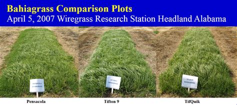 What Is The Best Grass For Pastures In The Panhandle Panhandle Agriculture