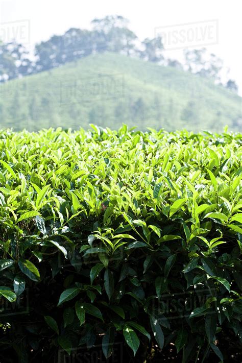 Tea Plantation Stock Photo Dissolve