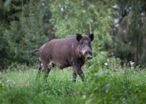 Wild Hogs Information Trutech Wildlife Removal