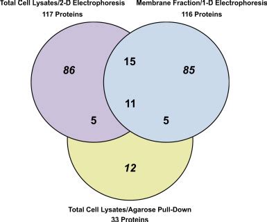 Overlaps Between The Different Proteomic Approaches Venn Diagram