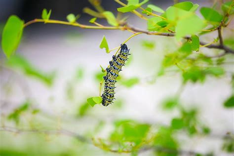 Daun Makro Serangga Ulat Larva Wallpaper Hd Pxfuel