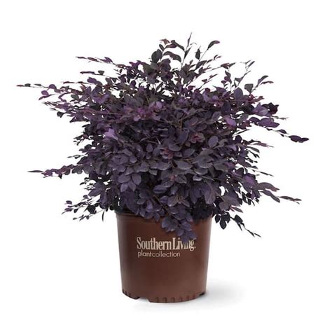 Have a question about SOUTHERN LIVING 3 Gal. Purple Diamond Semi-Dwarf Loropetalum, Evergreen ...