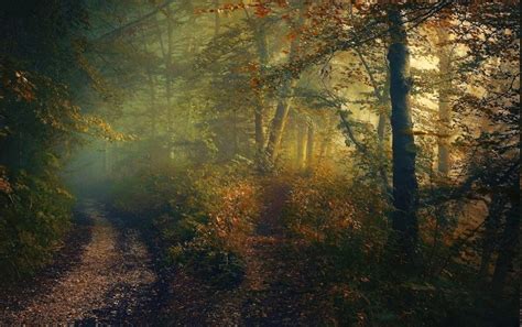 Fall Forest Path Shrubs Trees Mist Sunlight Sunrise Nature Landscape