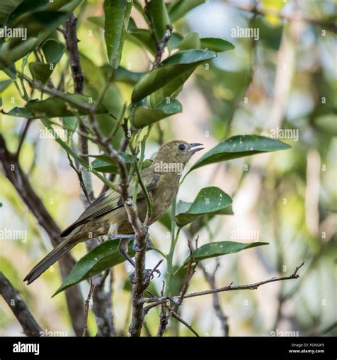 Palm Tanager Thraupis Palmarum Guyana South America Stock Photo Alamy