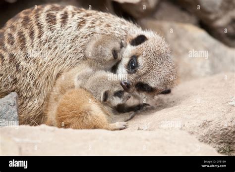 Newborn Meerkats