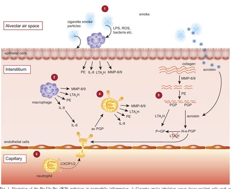 Figure 1 From Biomarkers In Lung Diseases From Pathogenesis To