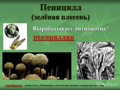 Презентация на тему: "Царство Грибы. Строение клетки грибов ядро ...
