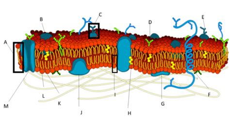 Plasma Membrane Flashcards Quizlet