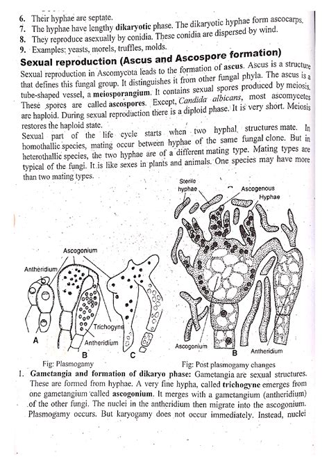 SOLUTION: Ascomycota , Ascomycota sac like fungi - Studypool