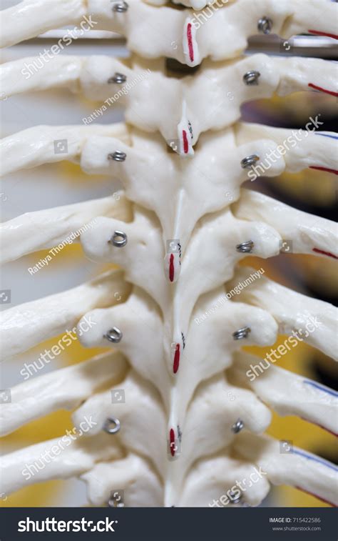 Vertebral Column Known Backbone Spine Part Stock Photo