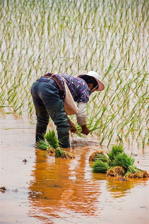 Coltivazione Del Riso Xizhou Il Yunnan Immagine Editoriale Immagine