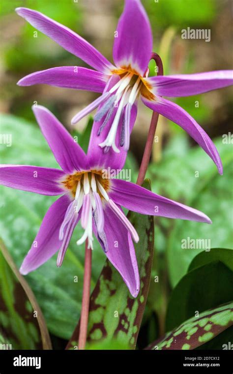 Purple Tooth Hi Res Stock Photography And Images Alamy