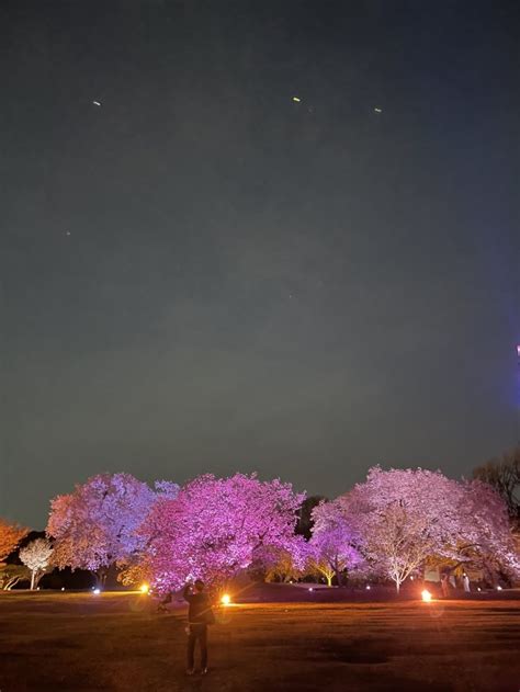 NAKED Sakura Night Garden Shinjuku Tokyo Japan Travel