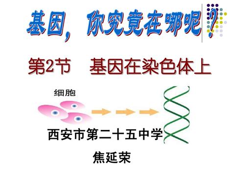 基因在染色体上 2011年公开课 Word文档在线阅读与下载 无忧文档