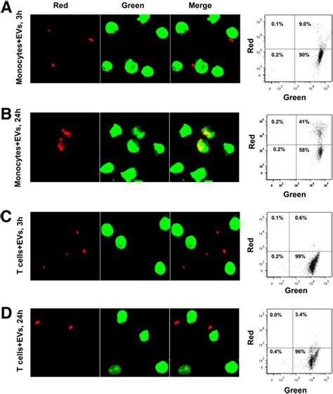 Interaction Of Pbmc Subpopulations With Evs Monocytes And T Cells Were