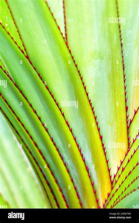 Thorns Aloe Aloe Purpurea Spines Aloes Stock Photo Alamy