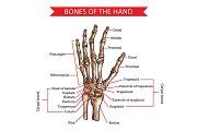 Hand and wrist bones, human anatomy | Healthcare Illustrations ...