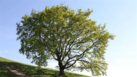 What Does An Oak Tree Leaf Look Like? (Detailed Guide)