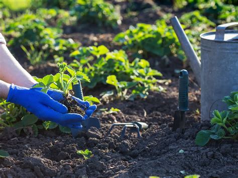 Cosa Piantare Nellorto A Maggio InNaturale