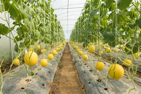 Melon Cultivant Plantation De Melon En Haute Serre Chaude De Tunnels