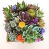 Summer Wood Box Succulent Arrangement Urban Succulents