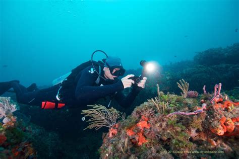 Top Five Underwater Photography Essentials • Scuba Diver Life