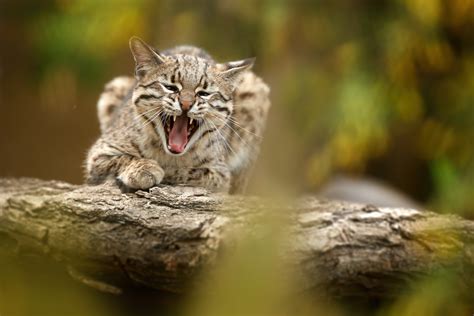 Gato do mato confira descrição espécies e curiosidades Guia Animal