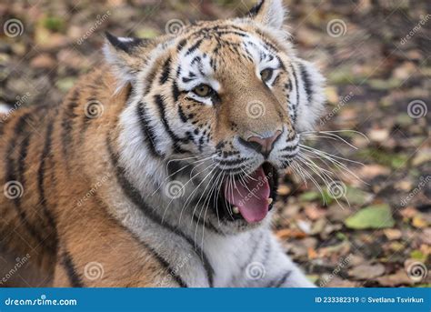 Amur Or Siberian Tiger The Biggest Wild Cat In The World Stock Image Image Of Leopard