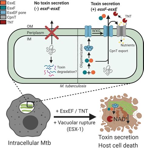 Model Of Esxe Esxf Mediated Toxin Secretion By Mtb During Intracellular