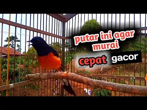 Masteran Murai Batu Gacor Bikin Gacor Murai Bahan Youtube