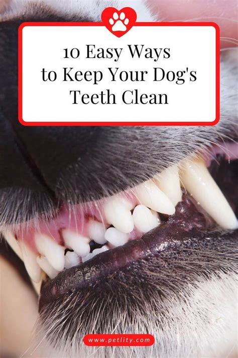 10 Easy Ways To Keep Your Dogs Teeth Clean Dog Teeth Cleaning Tooth