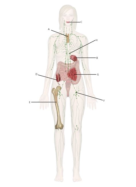 Lymphatic System Structures Diagram Quizlet