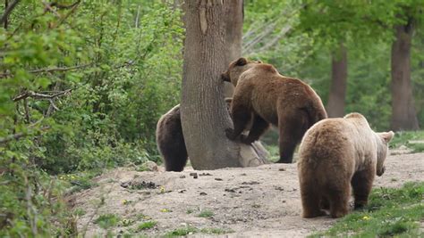 Three Brown Bears In Spring Stock Footage Video Royalty Free