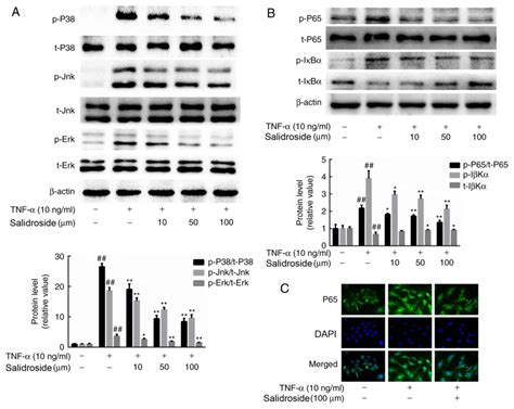 Salidroside Prevents Tumor Necrosis Factor Induced Vascular