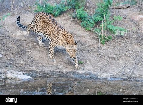 Indian Leopard Panthera Pardus Fusca At A Watering Hole At Jhalana