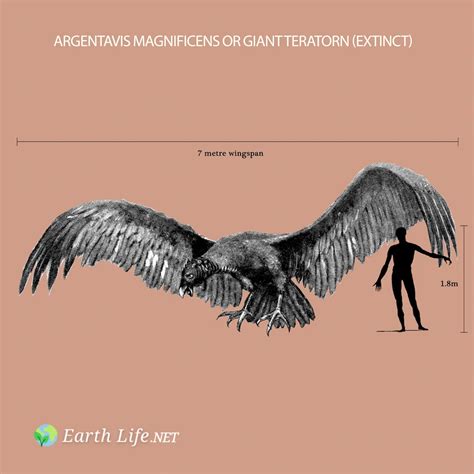 Argentavis Magnificens or Giant Teratorn (Extinct) | Earth Life