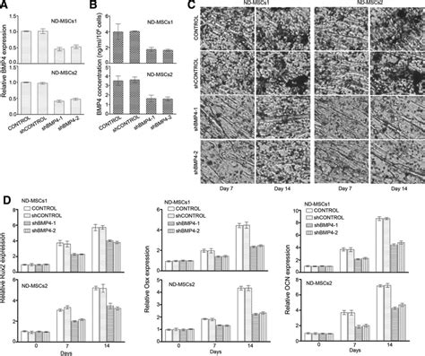 Bmp Knockdown Decreased Osteogenic Differentiation Of Nd Mscs A