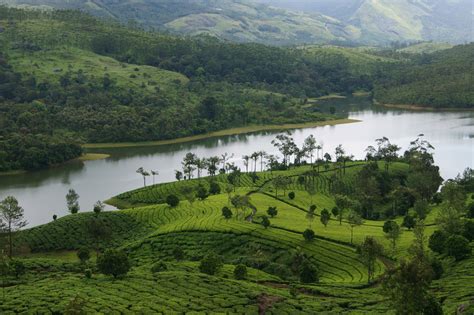 Hills And Tea Plantations Of Munnar The Popular Hill Station In