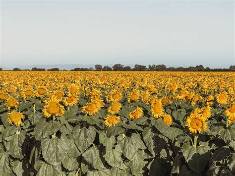 8 Best Sunflower Fields In California Inc Locations — A Charming Escape