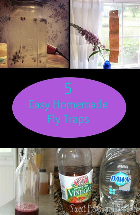 Diy Fly Traps To Keep Your Home Pest Free