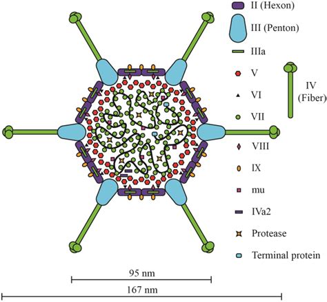 Viruses Free Full Text The Adenovirus Genome Contributes To The